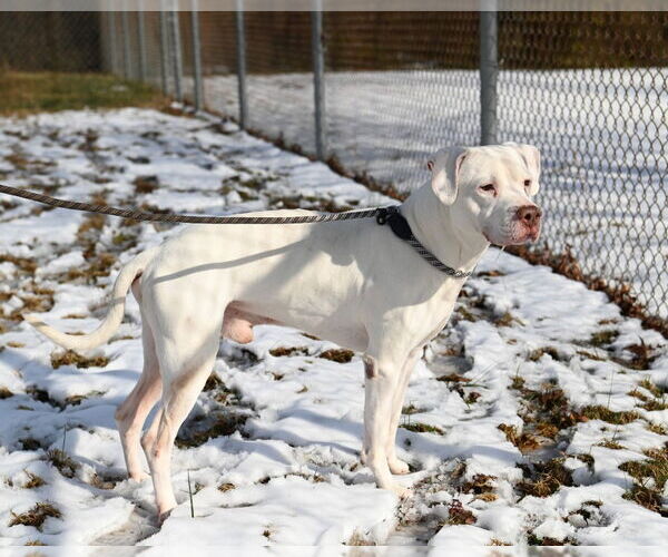 Medium Photo #3 Mutt Puppy For Sale in Glen Allen, VA, USA