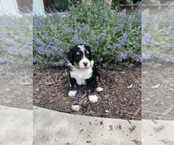 Medium Photo #15 Bernedoodle Puppy For Sale in MARTINSVILLE, IN, USA