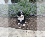 Small Photo #15 Bernedoodle Puppy For Sale in MARTINSVILLE, IN, USA