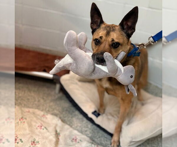 Medium Photo #2 Mutt Puppy For Sale in Boston, MA, USA