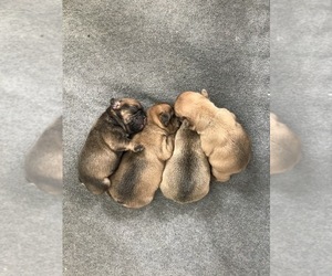 French Bulldog Puppy for sale in BAKER, FL, USA