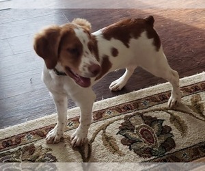 Brittany Puppy for sale in SPRINGTOWN, TX, USA
