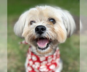 Mutt Dogs for adoption in Arlington, VA, USA