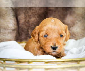 Sheepadoodle Puppy for sale in FAYETTEVILLE, NC, USA