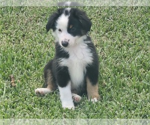 Miniature Australian Shepherd Puppy for sale in SPRING, TX, USA