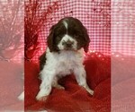 Small Photo #16 Cocker Spaniel Puppy For Sale in NEOSHO, MO, USA