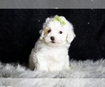 Small Photo #99 Maltipoo Puppy For Sale in WARSAW, IN, USA