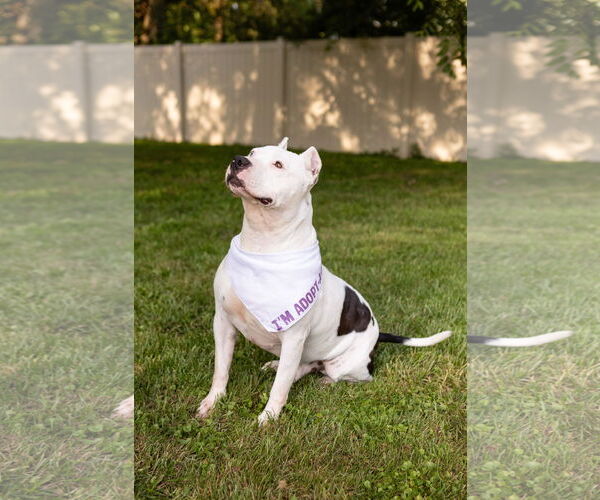 Medium Photo #9 American Pit Bull Terrier-Unknown Mix Puppy For Sale in Crete, IL, USA