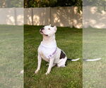 Small #8 American Pit Bull Terrier Mix