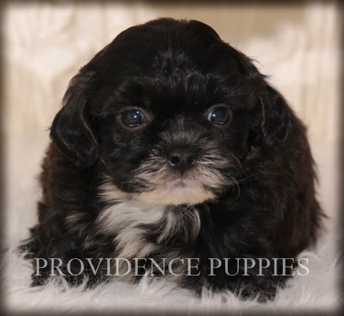 Medium Photo #1 ShihPoo Puppy For Sale in COPPOCK, IA, USA