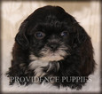 Small Photo #1 ShihPoo Puppy For Sale in COPPOCK, IA, USA