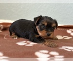 Small #1 Yorkshire Terrier