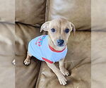 Small #1 Chihuahua Mix