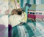 Small #4 French Bulldog