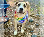 Small #2 Labrador Retriever Mix