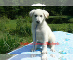 Small #4 German Shepherd Dog