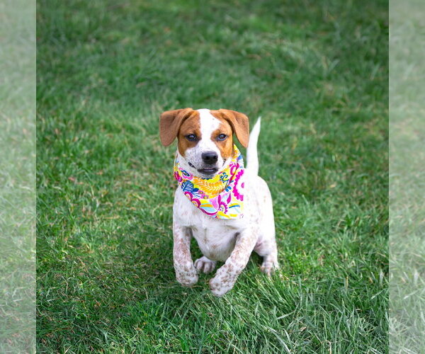 Medium Photo #8 Mutt Puppy For Sale in Unionville, PA, USA