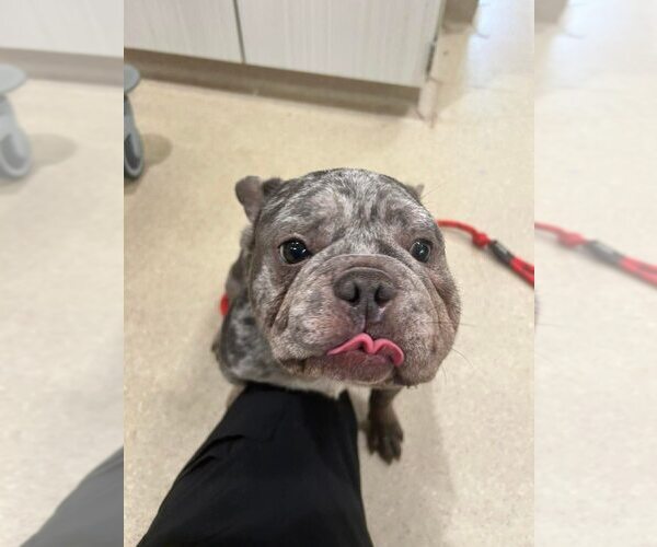 Medium Photo #3 French Bulldog Puppy For Sale in New York, NY, USA