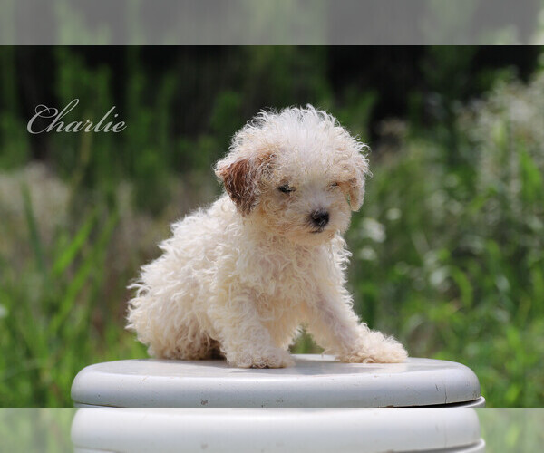 Medium Photo #1 Poodle (Miniature) Puppy For Sale in BLUFORD, IL, USA