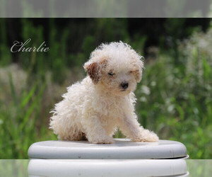 Poodle (Miniature) Dog for Adoption in BLUFORD, Illinois USA