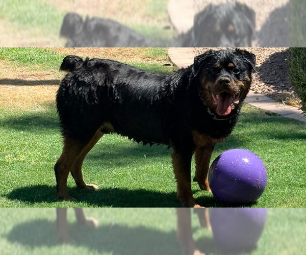 Medium Photo #9 Rottweiler Puppy For Sale in Gilbert, AZ, USA