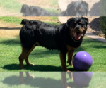 Small #8 Rottweiler