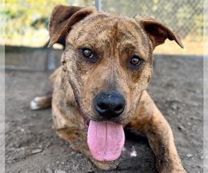 *AMBROSE - Male Mutt Dog for Adoption - Photo #2