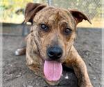 Small #1 Mutt