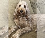 Small Photo #1 Goldendoodle Puppy For Sale in CAPE CORAL, FL, USA