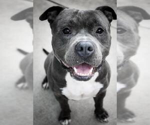 American Pit Bull Terrier Dogs for adoption in Sacramento, CA, USA