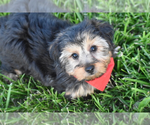 Medium Photo #4 Yorkshire Terrier Puppy For Sale in ELDORADO, OH, USA