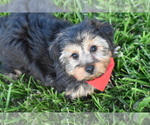 Small Photo #4 Yorkshire Terrier Puppy For Sale in ELDORADO, OH, USA