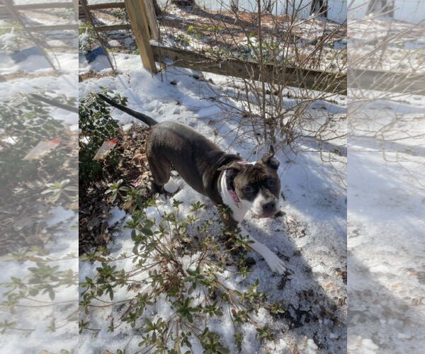 Medium Photo #5 American Pit Bull Terrier-Unknown Mix Puppy For Sale in Rockaway, NJ, USA