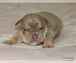 Small #4 Bulldog