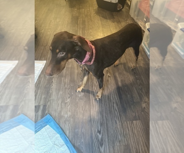 Medium Photo #1 Doberman Pinscher Puppy For Sale in AUSTIN, TX, USA