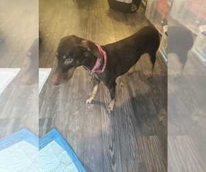 Mother of the Doberman Pinscher puppies born on 01/02/2026