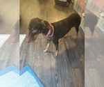 Small Photo #1 Doberman Pinscher Puppy For Sale in AUSTIN, TX, USA