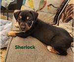 Small #2 Rottweiler Mix