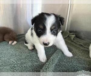 Australian Shepherd Dogs for adoption in Norco, CA, USA