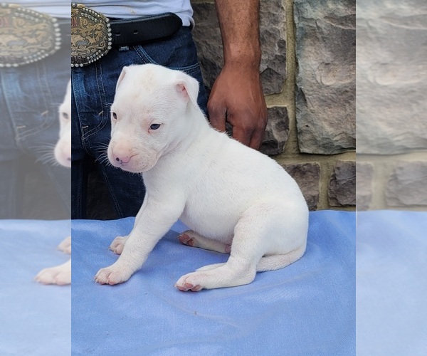 Medium Photo #6 Dogo Argentino Puppy For Sale in NEWNAN, GA, USA