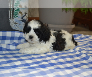 Medium Shih Tzu-Zuchon Mix