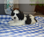 Puppy Kannan Shih Tzu-Zuchon Mix