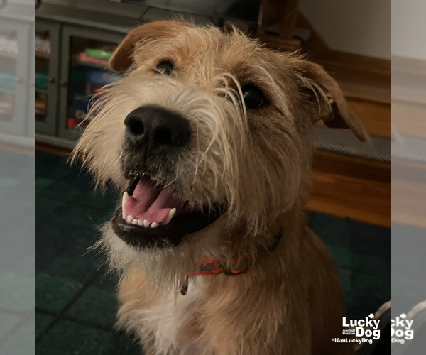 Medium Photo #3 Mutt Puppy For Sale in Washington, DC, USA