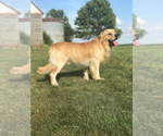 Small Photo #10 Golden Retriever Puppy For Sale in PRINCEVILLE, IL, USA