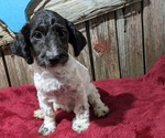 Puppy Nash Poodle (Miniature)
