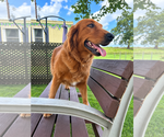 Small #3 Golden Retriever