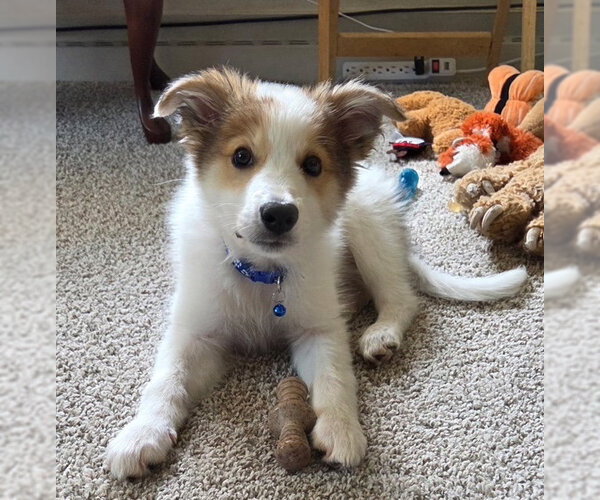 Medium Photo #2 Aussie Pyrenees Puppy For Sale in Genesee, WI, USA