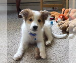 Small #1 Aussie Pyrenees