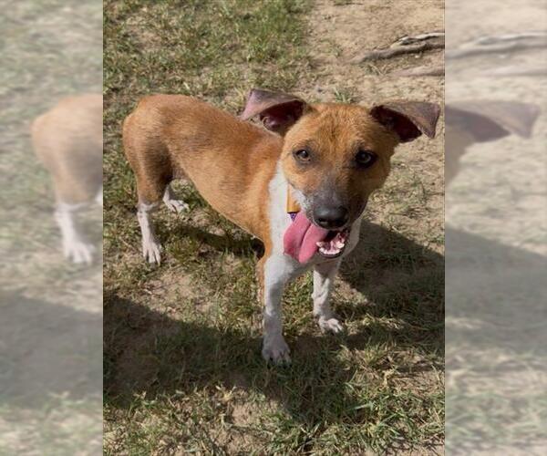 Medium Photo #2 Mutt Puppy For Sale in Conroe, TX, USA