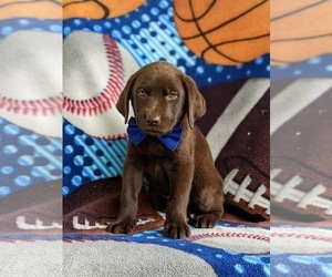 Labrador Retriever Puppy for sale in KIRKWOOD, PA, USA
